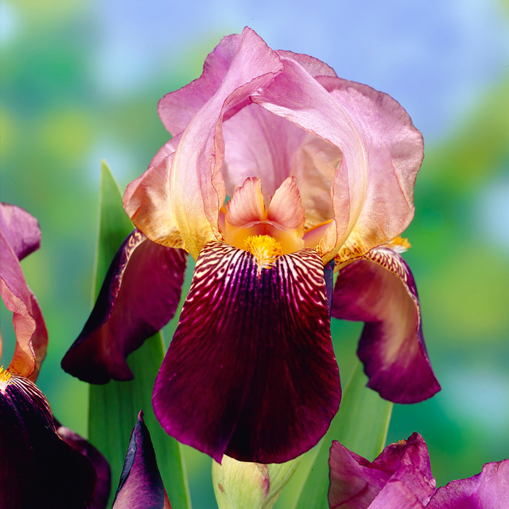 Iris germanica 'Ambassadeur'